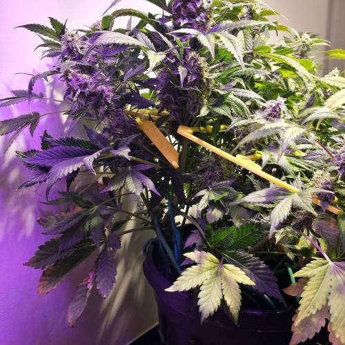 Sam's Crack #4 - Samsquanch x Sour Crack. Week 9 - Day 63