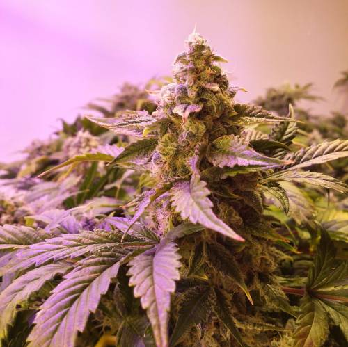 Sam's Crack #4 - Samsquanch x Sour Crack. Week 10 - Day 67 Top Bud