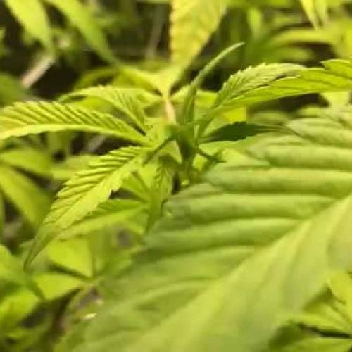 Dos Si Dos #33 - Hydro (1st grow)