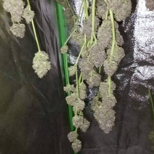 Mack & Crack Auto | Seedstockers