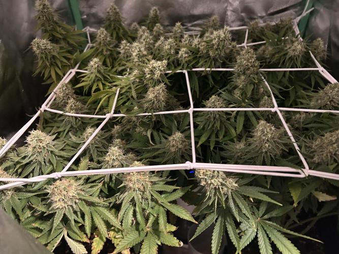 Colorful mix. Week 7