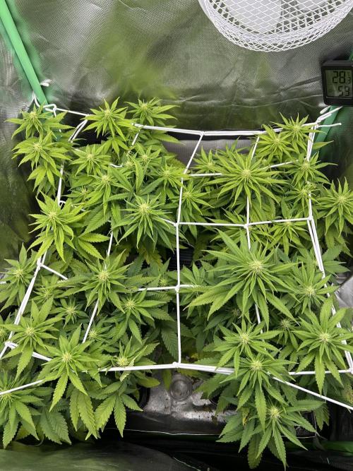 Colorful mix. Week 7