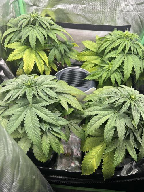 Colorful mix. Week 7