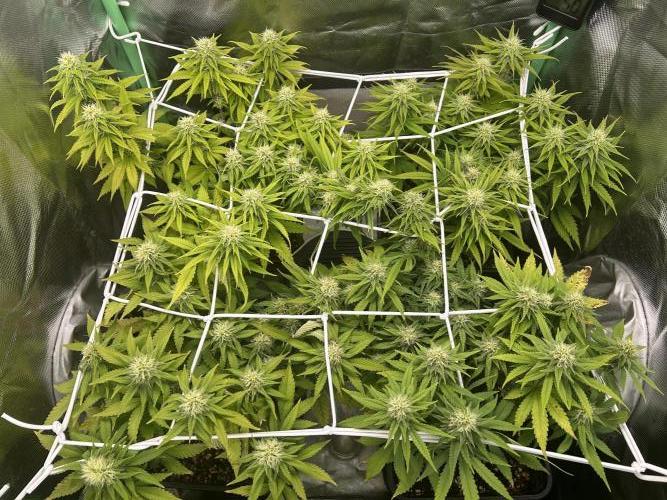 Colorful mix. Week 7