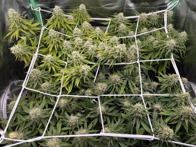 Colorful mix. Week 7