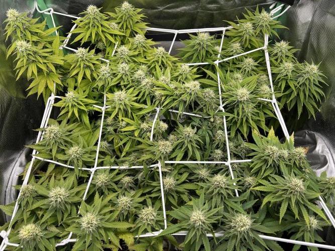 Colorful mix. Week 7