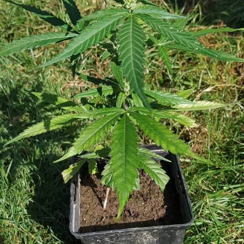 Mini pot project. Week 1