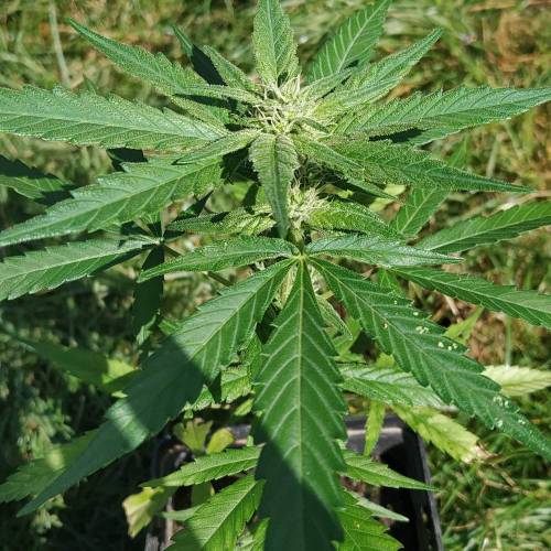 Mini pot project. Week 1