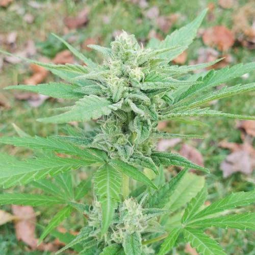 Mini pot project. Week 2