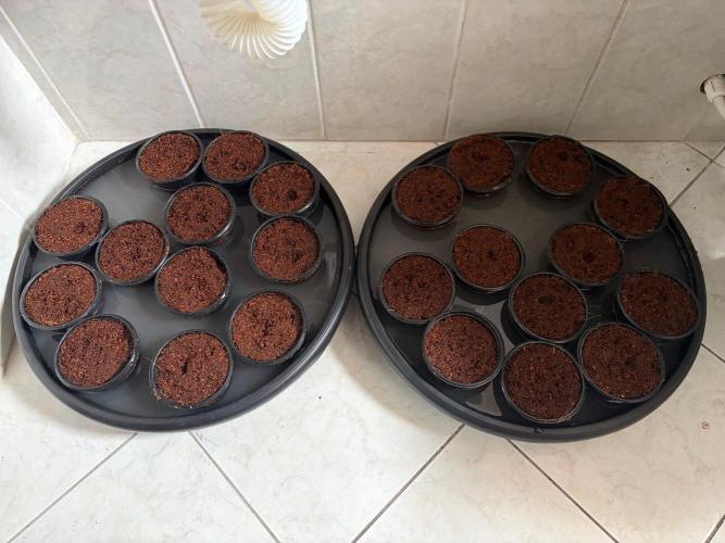 Leymon Wedding Cakes. Week 0 - Buffering soil with solution.