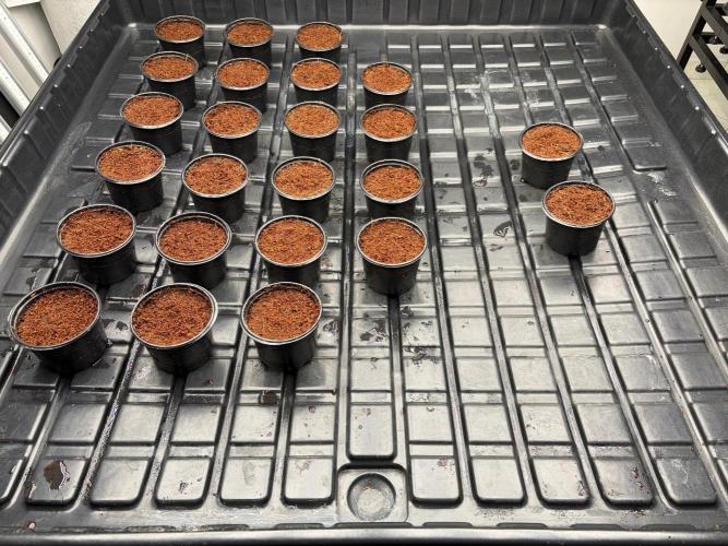 Leymon Wedding Cakes. Week 0 - After planting seeds. 2 on the right separated are seeds that didn't germinate.