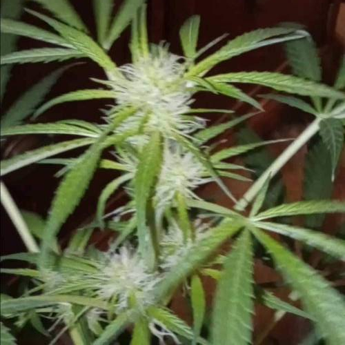 《¤Ninja◇Shogun¤》- Foto (7$train Run) 