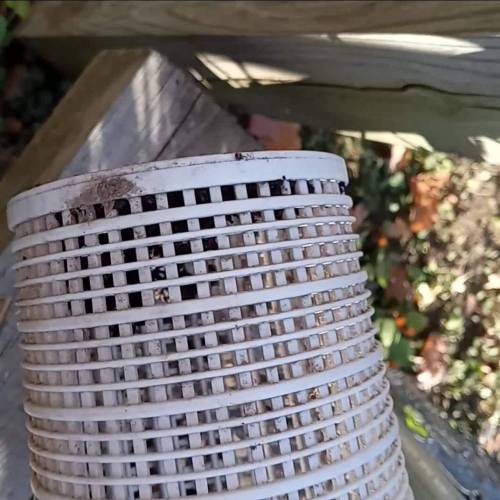 ☆Itty Bitty☆ Royal Dwarf Auto