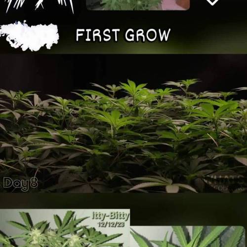 ☆Itty Bitty☆ Royal Dwarf Auto