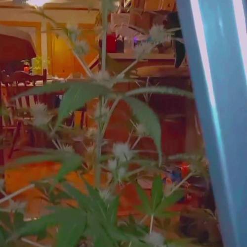 ☆Itty Bitty☆ Royal Dwarf Auto