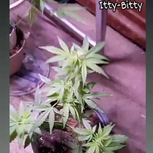 ☆Itty Bitty☆ Royal Dwarf Auto