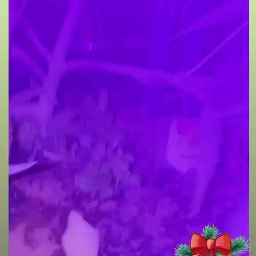 《¤Ninja◇Shogun¤》- Foto (7$train Run) 