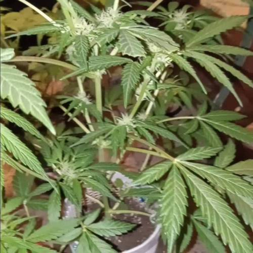 ☆Itty Bitty☆ Royal Dwarf Auto