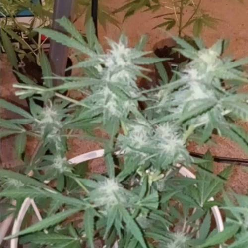 ☆Itty Bitty☆ Royal Dwarf Auto