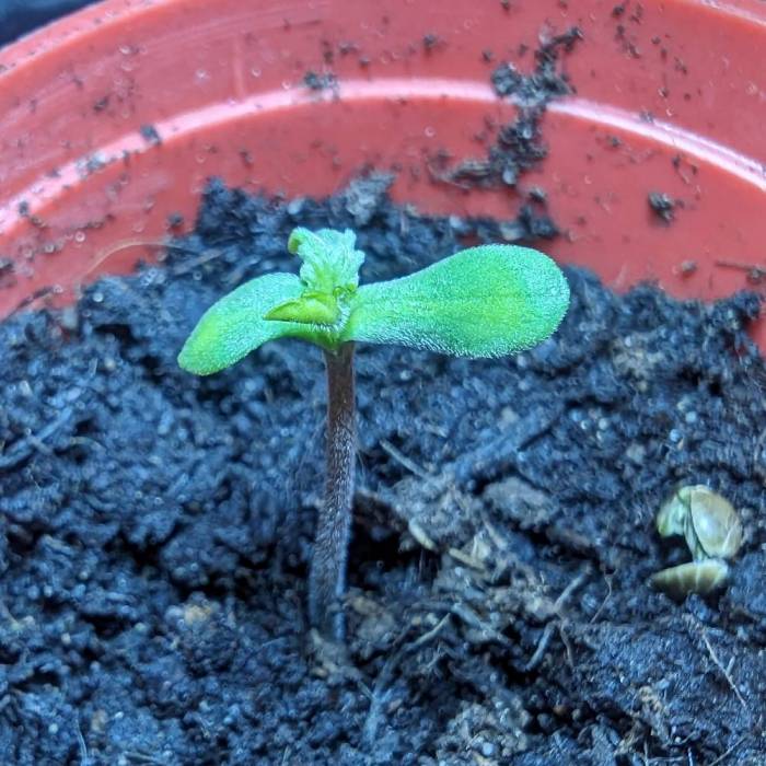 Tangerine Dream Auto (Barney's Farm). Week 1
