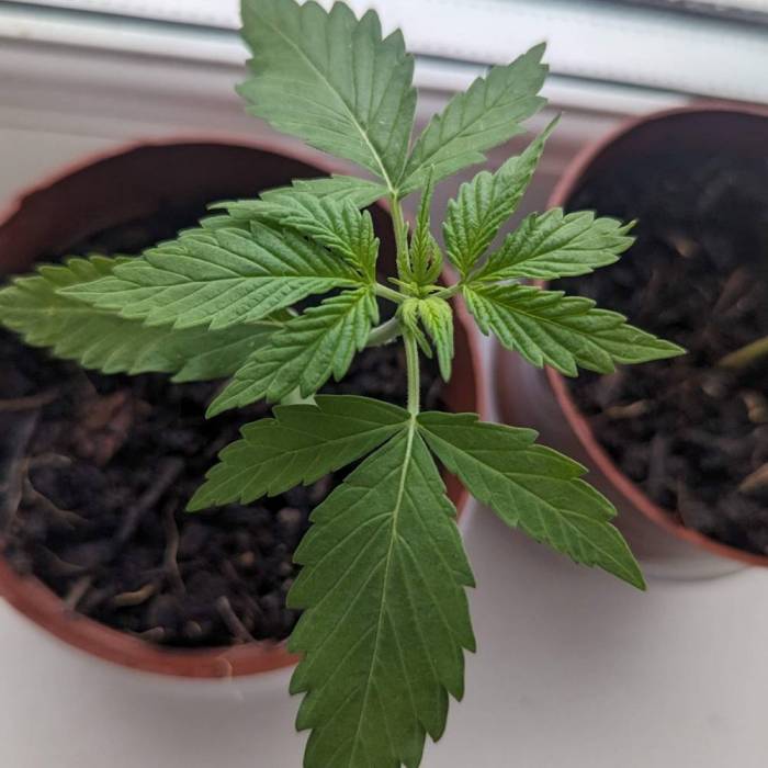 Tangerine Dream Auto (Barney's Farm). Week 3