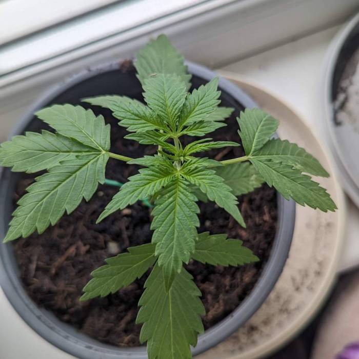 Tangerine Dream Auto (Barney's Farm). Week 4