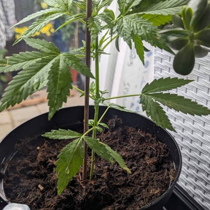 Tangerine Dream Auto (Barney's Farm). Week 5