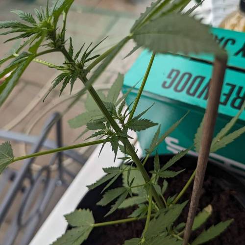 Tangerine Dream Auto (Barney's Farm). Week 6
