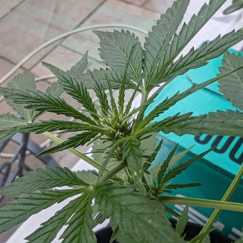 Tangerine Dream Auto (Barney's Farm). Week 6