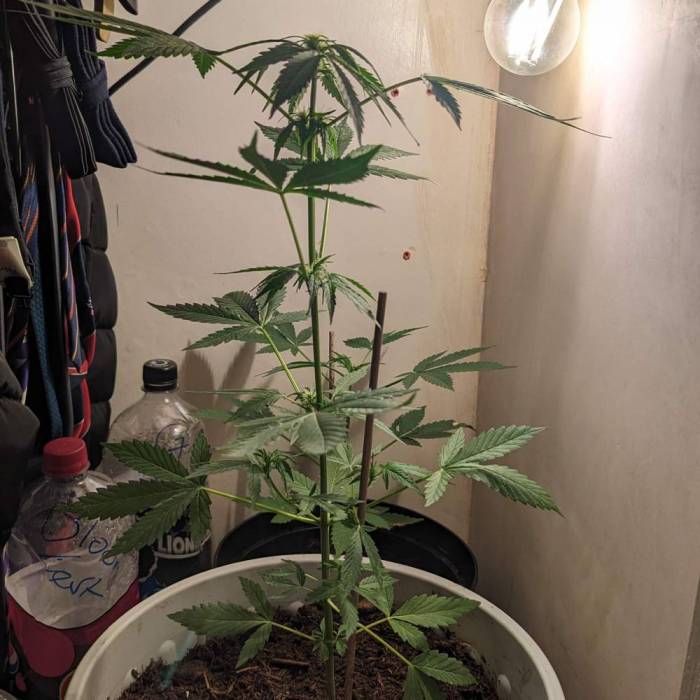 Tangerine Dream Auto (Barney's Farm). Week 7