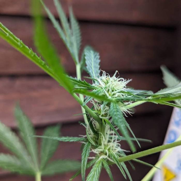 Tangerine Dream Auto (Barney's Farm). Week 8