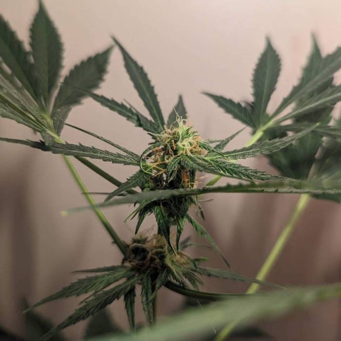 Tangerine Dream Auto (Barney's Farm). Week 9