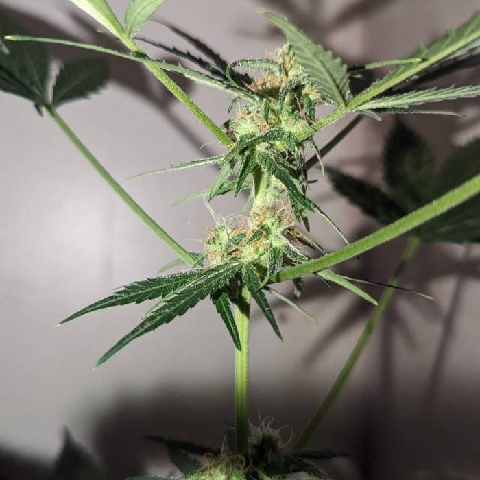 Tangerine Dream Auto (Barney's Farm). Week 10