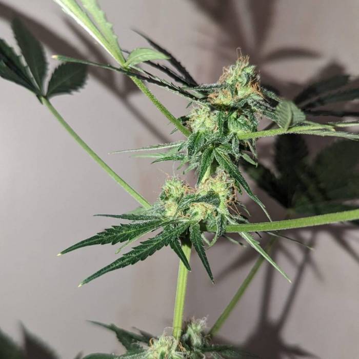 Tangerine Dream Auto (Barney's Farm). Week 11