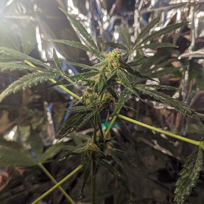 Tangerine Dream Auto (Barney's Farm). Week 12