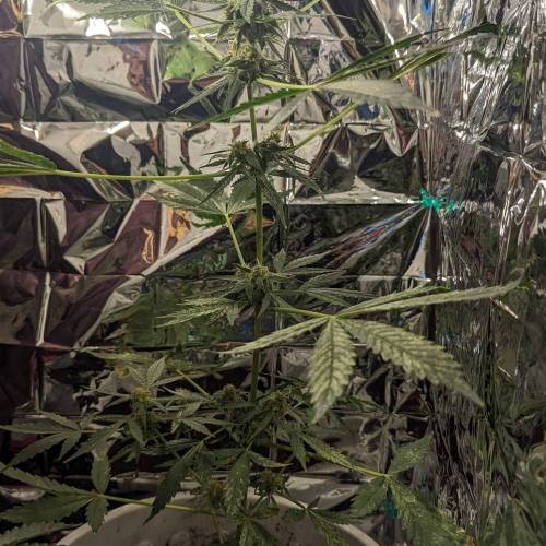 Tangerine Dream Auto (Barney's Farm). Week 13