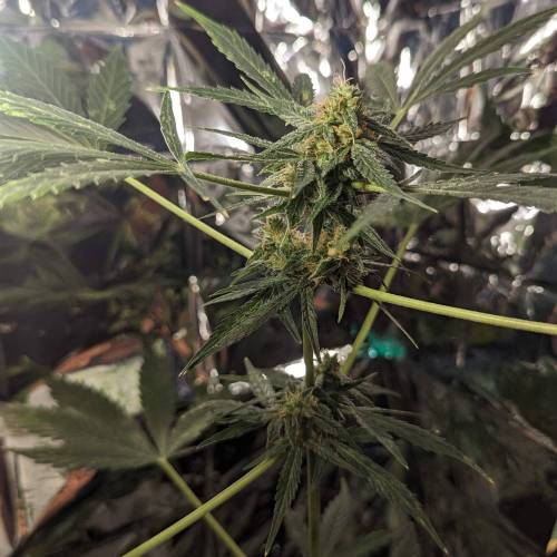 Tangerine Dream Auto (Barney's Farm). Week 13