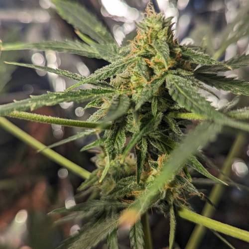 Tangerine Dream Auto. Week 14
