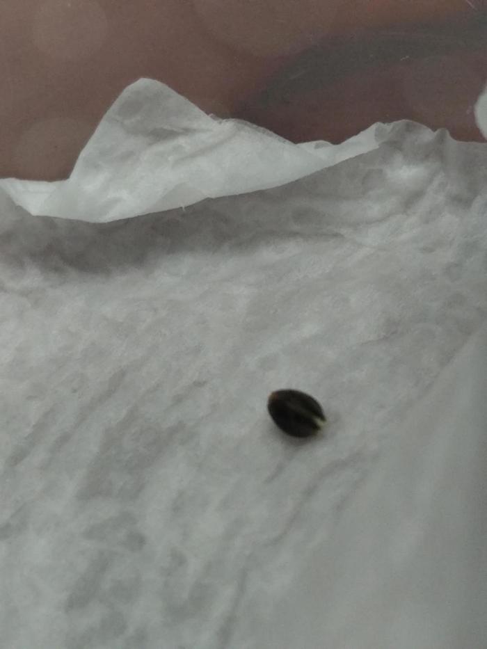 RQS Apple Fritter|Cookies Gelato. Week 0 - all good