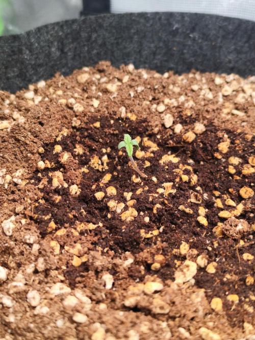 RQS Apple Fritter|Cookies Gelato. Week 1 - Apple Fritter 3 days after germination.