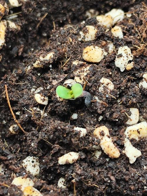RQS Apple Fritter|Cookies Gelato. Week 1 - Gelato cookies, 1 day after germination. 