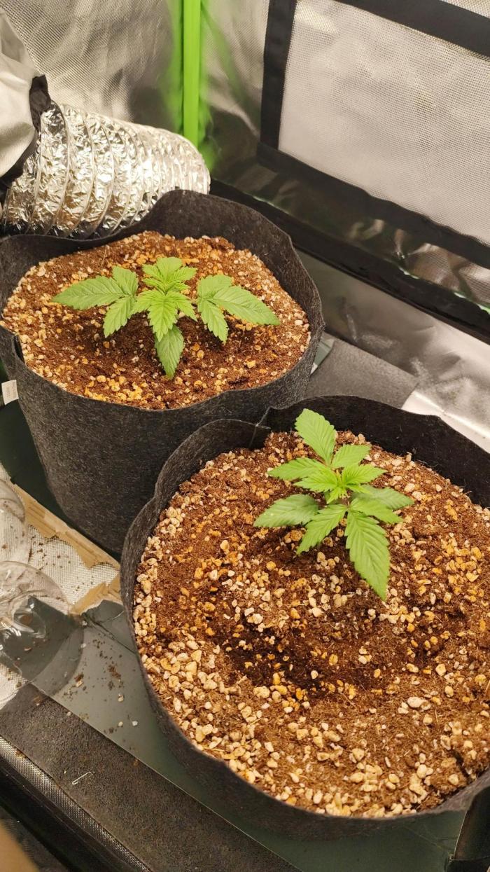 RQS Apple Fritter|Cookies Gelato. Week 2