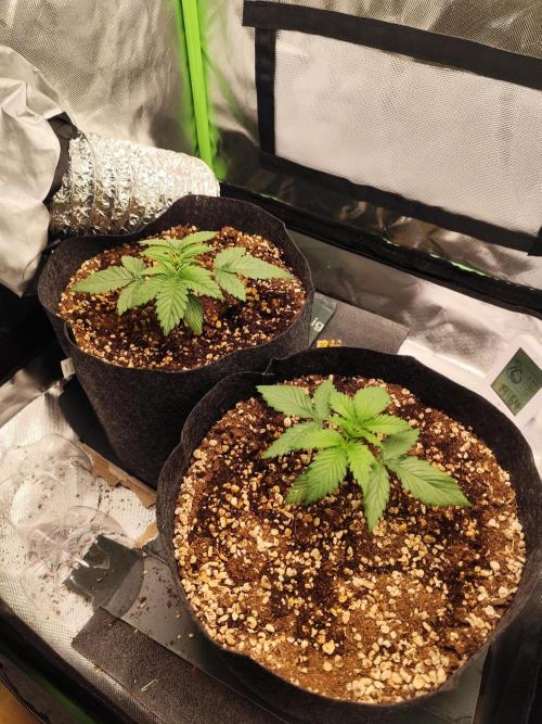 RQS Apple Fritter|Cookies Gelato. Week 3