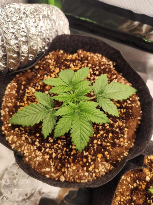 RQS Apple Fritter|Cookies Gelato. Week 3 - Apple Fritter