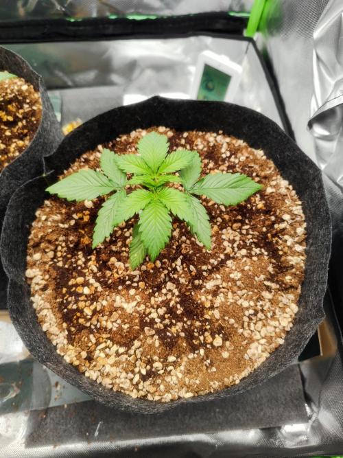 RQS Apple Fritter|Cookies Gelato. Week 3 - Cookies Gelato