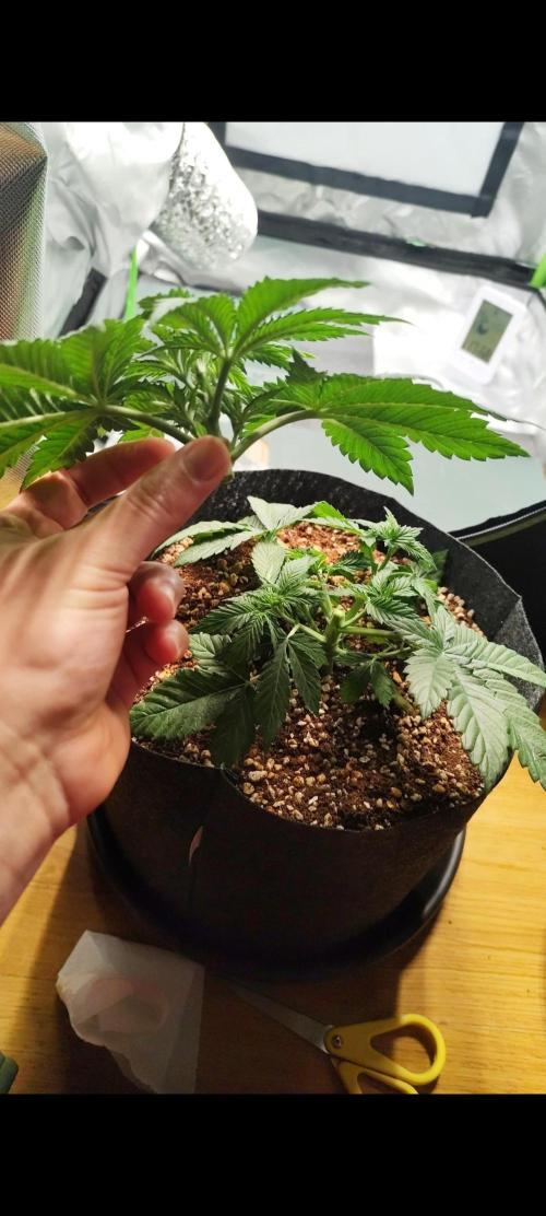 RQS Apple Fritter|Cookies Gelato. Week 5 - 1st top