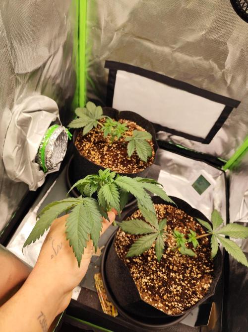 RQS Apple Fritter|Cookies Gelato. Week 5 - 1st top