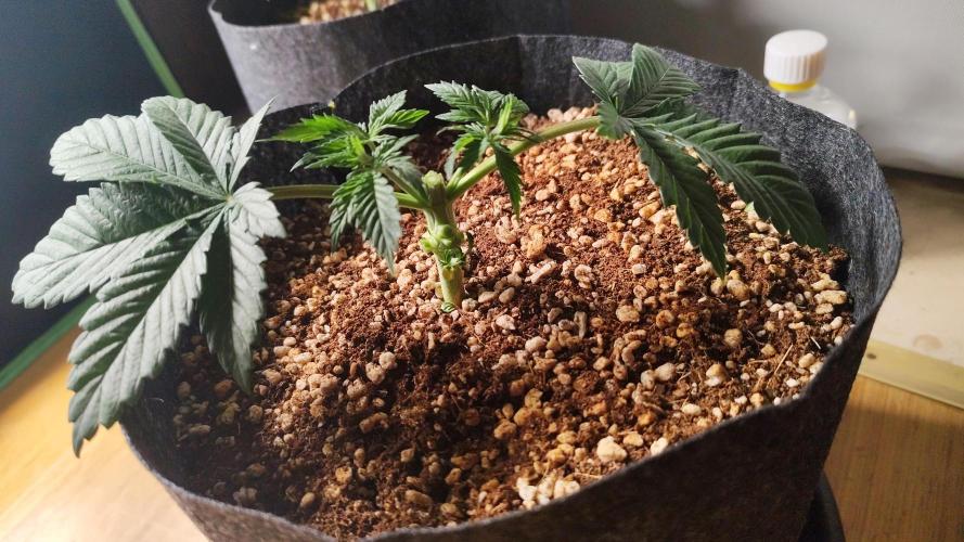 RQS Apple Fritter|Cookies Gelato. Week 5