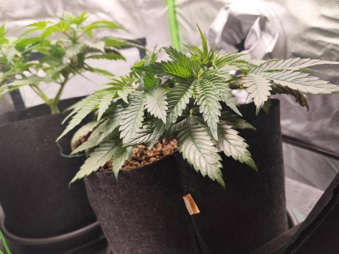 RQS Apple Fritter|Cookies Gelato. Week 6 - Apple fritter