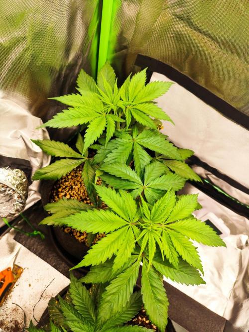 RQS Apple Fritter|Cookies Gelato. Week 6 - Cookies Gelato before topping and defoliation